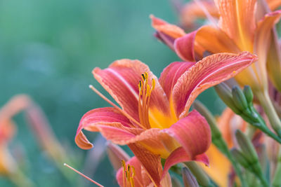 Close-up of pink flower