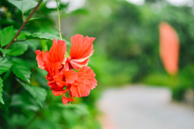 Close-up of red flower blooming outdoors