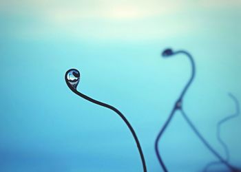 Close-up of water drop on plant against sky