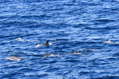 Ducks swimming in sea