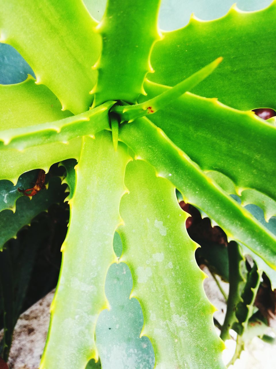 green color, leaf, nature, growth, close-up, no people, animal themes, plant, beauty in nature, outdoors, animals in the wild, insect, day, freshness