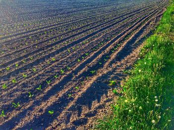 High angle view of crops on field