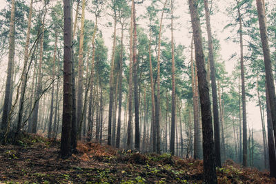 Trees in forest against sky