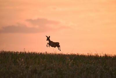Deer jumping on field against sky during sunset