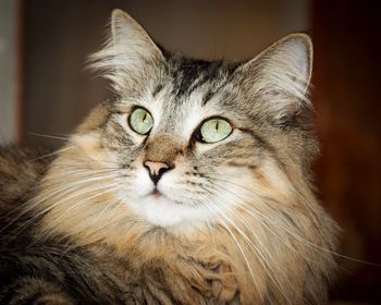 Close-up portrait of cat