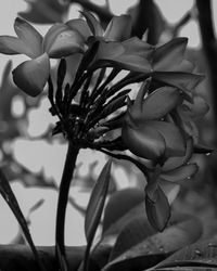 Close-up of flowering plant