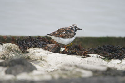 Bird perching on rock