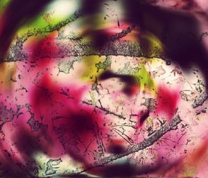 Close-up of pink flowers