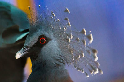 Close-up of a bird