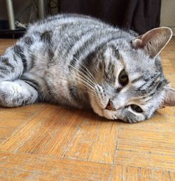Close-up of a cat sleeping