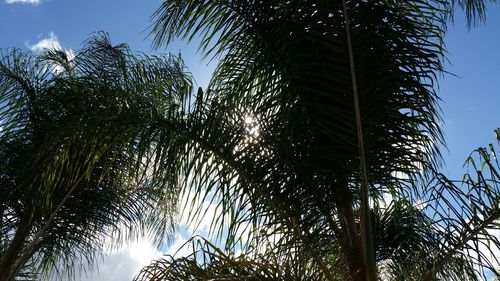 Low angle view of trees against blue sky