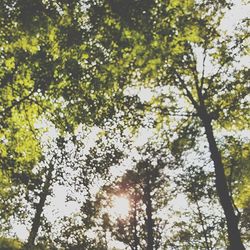 Low angle view of trees