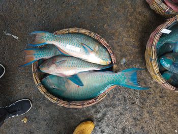 High angle view of fish in container