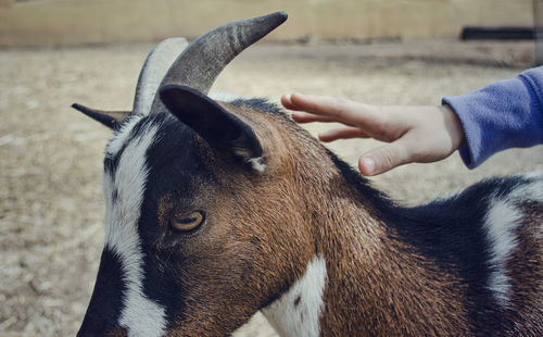 Close-up of hand touching horse