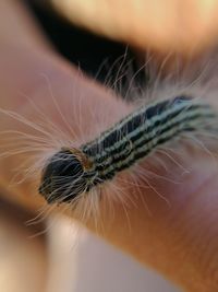 Close-up of dandelion