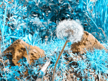 Close-up of white flowering plants on land