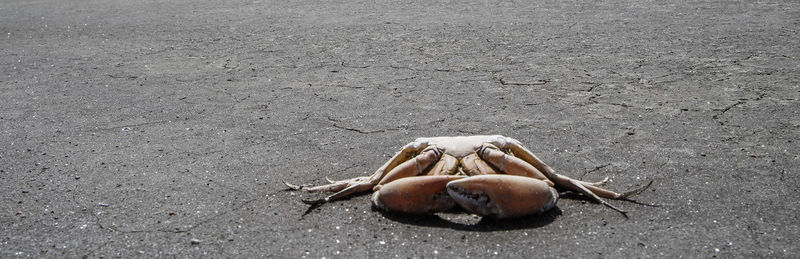 Close-up of crab on sand