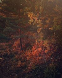 Trees growing in forest during autumn