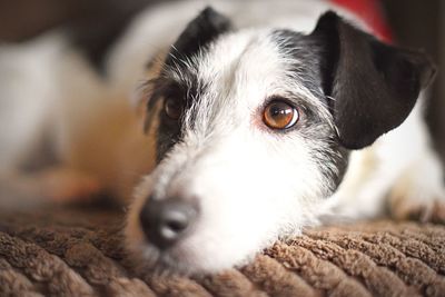 Close-up of jack russell terrier