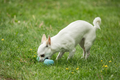 White dog lying on grass