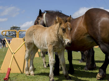 Horses standing in a field