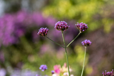 Close-up of purple flowering plants on field