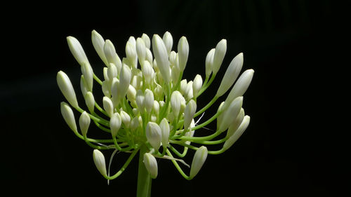 Close-up of white flower against black background