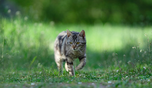 Portrait of a cat on field