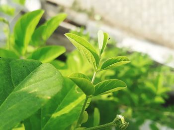 Close-up of raindrops on plant leaves