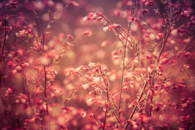 Close-up of pink flowering plants on field