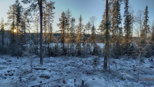 Trees in forest during winter