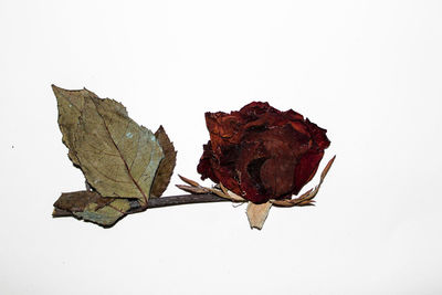 Close-up of dry autumn leaf against white background