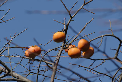 Low angle view of fruits on tree