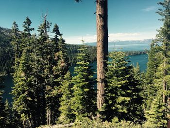 Pine trees in forest against sky