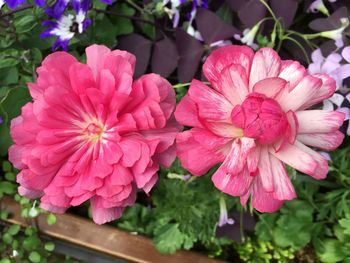 Close-up of pink flowers