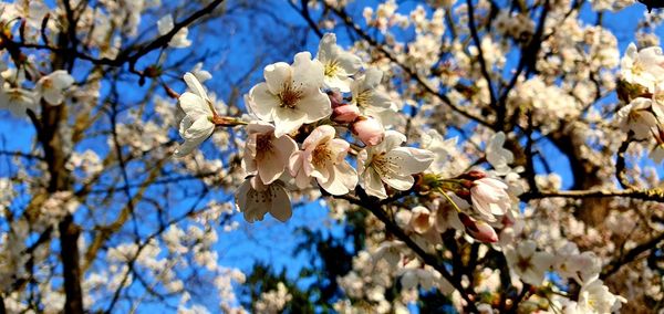 Low angle view of cherry blossoms against sky