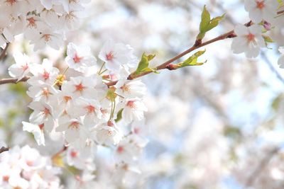 Close-up of cherry blossoms in spring