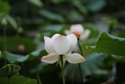 Close-up of white flowering plant