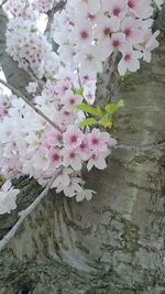 Pink flowers blooming on tree