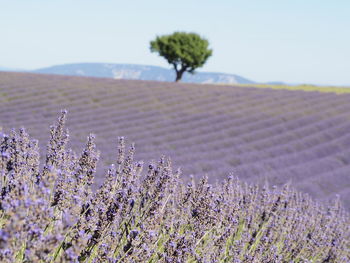 Fresh purple lavender flowers on field against sky