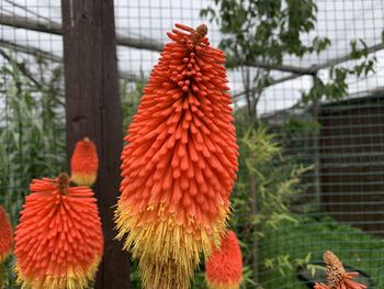 Close-up of red flowering plant hanging from fence