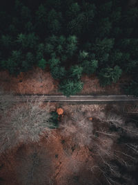 High angle view of trees in forest