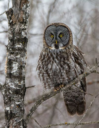 Close-up of great gray owl perching on tree