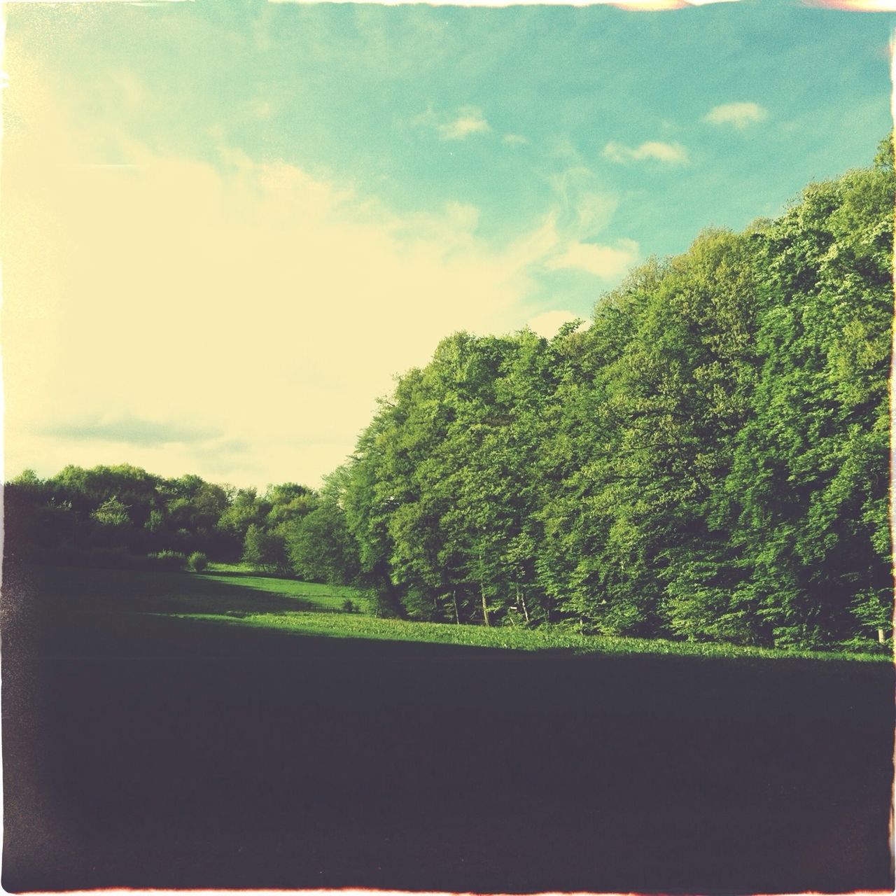 tree, sky, tranquility, growth, tranquil scene, nature, cloud - sky, beauty in nature, green color, scenics, cloud, landscape, no people, sunlight, outdoors, day, lush foliage, field, idyllic, non-urban scene