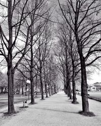 Empty road passing through trees