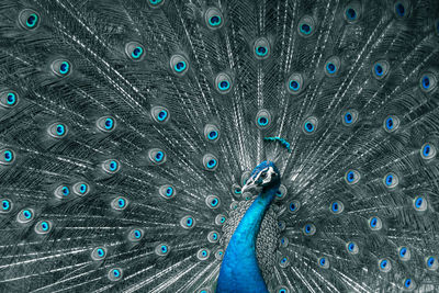 Close-up of peacock