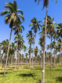 Palm in park