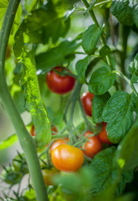 Close-up of cherries on plant