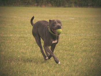 Pit bull terrier dog with ball in mouth running on field