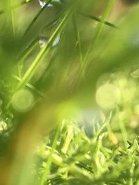 Close-up of fresh green plant